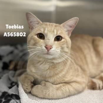 Domestic Short Hair Cats Available for Adoption - TOEBIAS | PetCurious