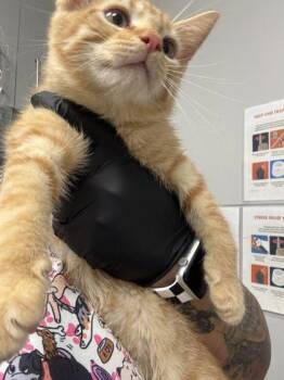 Maui -  Domestic Short Hair Cat for Adoption in Sevierville, Tennessee - Maui | PetCurious