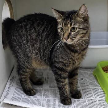 Gypsy -  American Shorthair Cat for Adoption in Pine Bluff, Arkansas - Gypsy | PetCurious