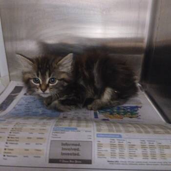 Slurpee -  Domestic Long Hair Cat for Adoption in Chattanooga, Tennessee - Slurpee | PetCurious