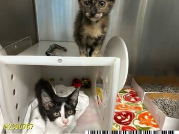 TARTAR -  Domestic Short Hair Cat for Adoption in West Palm Beach, Florida - TARTAR | PetCurious