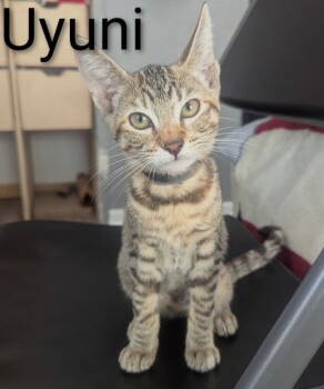Rescue Domestic Short Hair Cats for Adoption in Seal Beach, California - Kitten Uyuni | PetCurious
