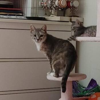 Rescue Dilute Calico Cats for Adoption in Wyandotte, Michigan - Sasha | PetCurious