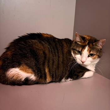 American Shorthair Cats Available for Adoption in Lenexa, Kansas - Muffin | PetCurious