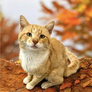 Rescue Domestic Short Hair Cats for Adoption in Bentonville, Arkansas - Tristen | PetCurious