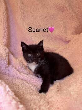 Domestic Short Hair Cats Available for Adoption in Copley, Ohio - Scarlet | PetCurious