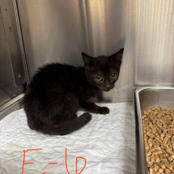 Rescue Domestic Short Hair Cats for Adoption in Windsor, Virginia - Emmy | PetCurious