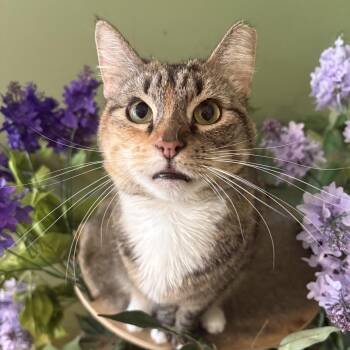 Zinnia (Stunning Torbie) -  Torbie Cat Available for Adoption in Brighton, New York - Zinnia (Stunning Torbie) | PetCurious