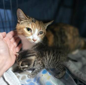 Amber -  Calico and Domestic Short Hair Cat Available for Adoption in Dickson, Tennessee - Amber | PetCurious