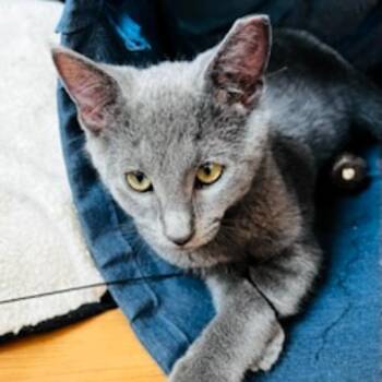 Flint -  Domestic Medium Hair Cat for Adoption in Des Moines, Iowa - Flint | PetCurious
