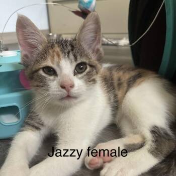 Jazzy -  Domestic Short Hair Cat for Adoption in Lakewood, Colorado - Jazzy | PetCurious