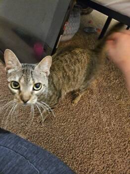 Helen -  Domestic Short Hair Cat Available for Adoption in The Woodlands, Texas - Helen | PetCurious