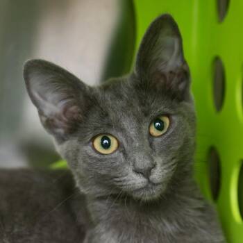 Skylar -  Domestic Short Hair Cat for Adoption in Middletown, Rhode Island - Skylar | PetCurious