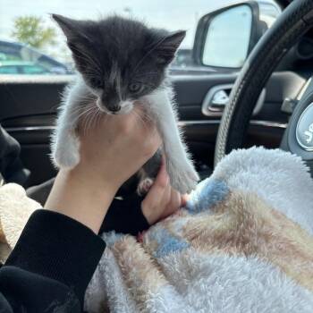Crumb -  Domestic Short Hair Cat for Adoption in Rochester, Minnesota - Crumb | PetCurious