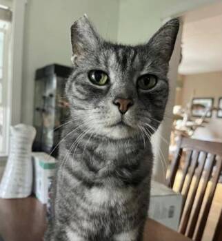 Molly -  Domestic Short Hair Cat for Adoption in Eugene, Oregon - Molly | PetCurious