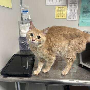 Domestic Medium Hair Cats Available for Adoption in Concord, North Carolina - Tinkerbell | PetCurious