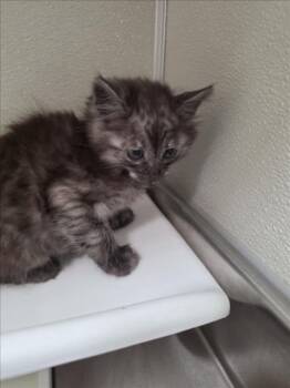 Domestic Medium Hair Cats Available for Adoption in Tracy, California - A047434 | PetCurious