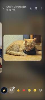 Fireman -  Domestic Long Hair Cat for Adoption in Thatcher, Arizona - Fireman | PetCurious