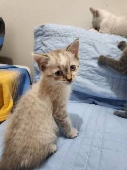 Thorne Stephens -  Domestic Short Hair Cat Available for Adoption in Wilmington Island, Georgia - Thorne Stephens | PetCurious