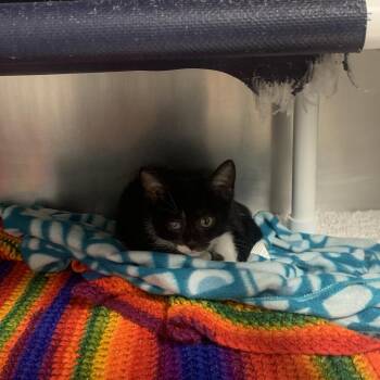 Billie -  Domestic Short Hair Cat for Adoption in West Palm Beach, Florida - Billie | PetCurious