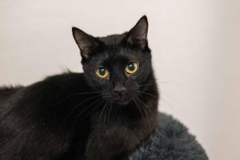 Domestic Short Hair Cats Available for Adoption in Hilton Head Island, South Carolina - Bernard | PetCurious