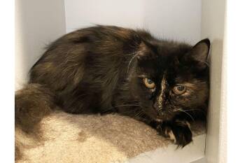 Ruby -  Domestic Medium Hair Cat for Adoption in Lincoln, Nebraska - Ruby | PetCurious