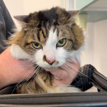 Domestic Long Hair Cats Available for Adoption - Lily | PetCurious