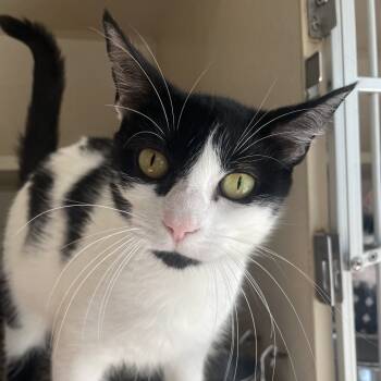 Rescue Domestic Short Hair Cats for Adoption in Calverton, New York - Nancy | PetCurious