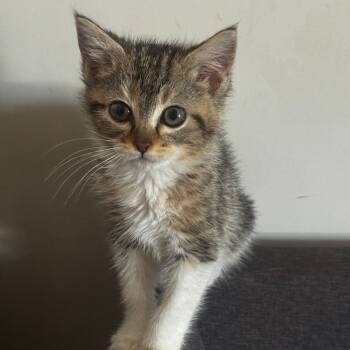 Rescue Domestic Short Hair Cats for Adoption in Brea, California - Serena | PetCurious