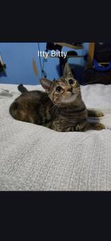 Domestic Short Hair Cats Available for Adoption - Itty Bitty | PetCurious