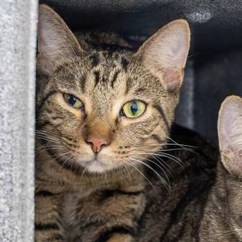 Domestic Short Hair Cats Available for Adoption - Lady | PetCurious