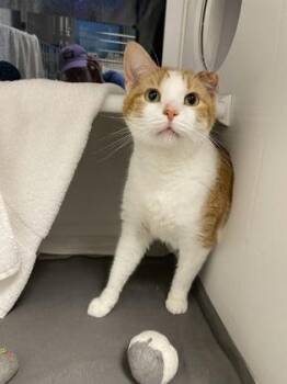 Domestic Short Hair Cats Available for Adoption in Kansas City, Missouri - Peter Pan | PetCurious