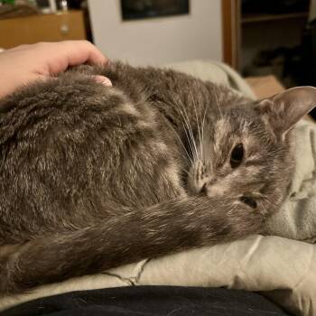 Peeps -  Domestic Short Hair Cat for Adoption in South Elgin, Illinois - Peeps | PetCurious