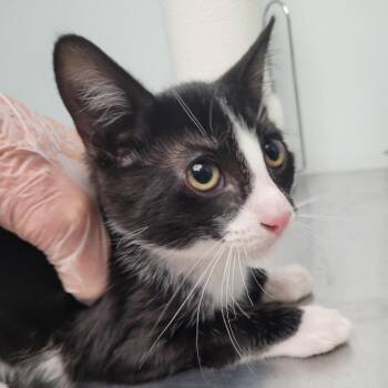 Curly -  Domestic Short Hair Cat for Adoption in Las Vegas, Nevada - Curly | PetCurious