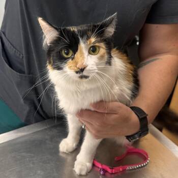 Baby Kitty -  Domestic Medium Hair Cat for Adoption in Durango, Colorado - Baby Kitty | PetCurious