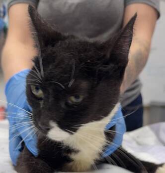 Hummus -  Domestic Short Hair Cat for Adoption in Golden, Colorado - Hummus | PetCurious