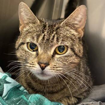 Domestic Short Hair Cats Available for Adoption in East Hanover, New Jersey - Heather | PetCurious