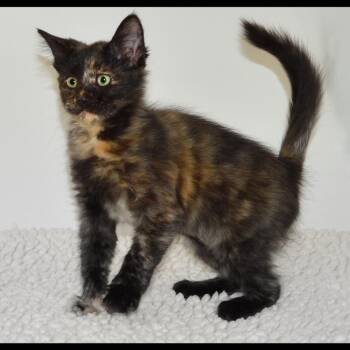 Tillie -  Tabby Cat for Adoption in San Andreas, California - Tillie | PetCurious