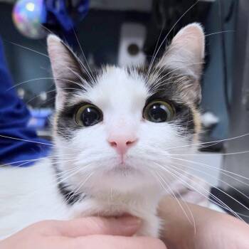 Mini -  Domestic Short Hair Cat for Adoption in Providence, Rhode Island - Mini | PetCurious