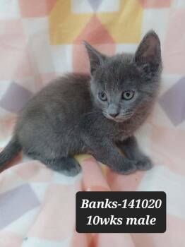 Domestic Short Hair and Russian Blue Cats Available for Adoption in New York, New York - Banks | PetCurious