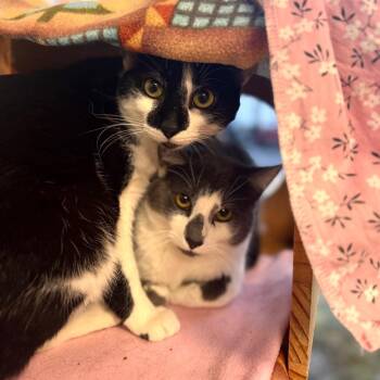 Danny -  Domestic Short Hair Cat for Adoption in Wheeling, Illinois - Danny | PetCurious