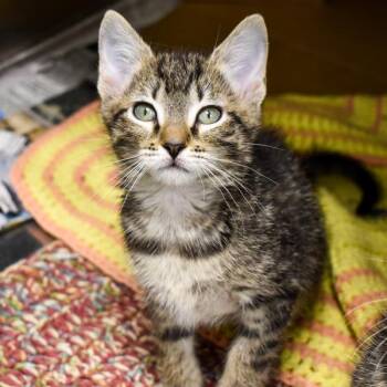 Frappuccino -  Domestic Short Hair Cat for Adoption in Des Moines, Iowa - Frappuccino | PetCurious