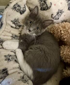 Rescue Domestic Medium Hair and Tuxedo Cats for Adoption in Schertz, Texas - McBoots | PetCurious