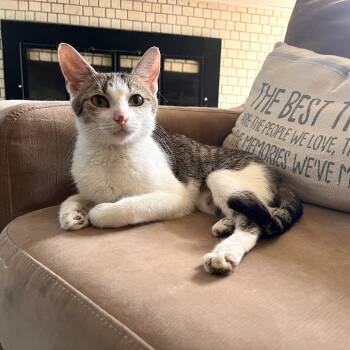 Venus -  Domestic Short Hair Cat for Adoption in Evansville, Indiana - Venus | PetCurious