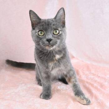 Gwen -  Dilute Tortoiseshell Cat for Adoption in Mobile, Alabama - Gwen | PetCurious