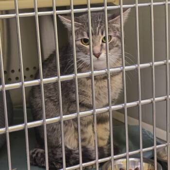 Domestic Short Hair Cats Available for Adoption - Polar NOCO | PetCurious