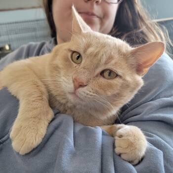 Domestic Short Hair Cats Available for Adoption - Spooky | PetCurious