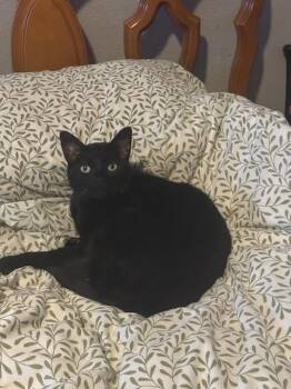 BRIGSBY -  Domestic Short Hair Cat for Adoption in Long Beach, California - BRIGSBY | PetCurious