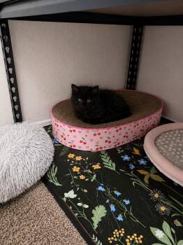 Domestic Long Hair Cats Available for Adoption in Rio Linda, California - Scooby | PetCurious