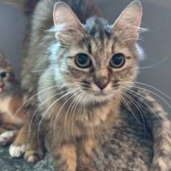 Rescue Torbie Cats for Adoption in Vancouver, British Columbia - Dottie | PetCurious